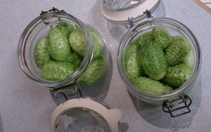 stacking west indian cucumbers into jars pickling.jpg