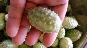 west indian cucumber in hand close up.jpg