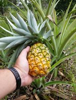 latest homegrown pineapple.jpg