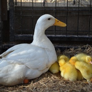 Pekin duck with ducklings