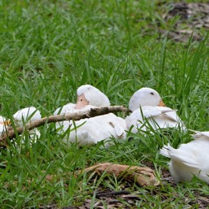 Ducks sleeping in grass 2