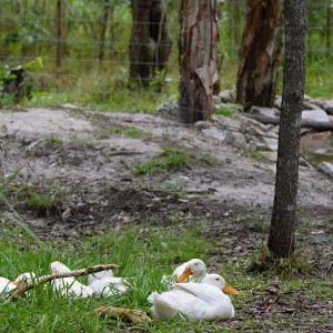 Ducks sleeping in grass 3