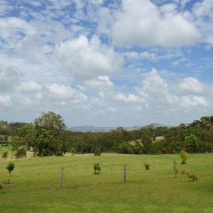 Orchard view