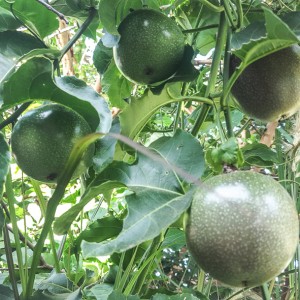 Passionfruit Tree 1