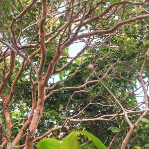 Passionfruit Tree 2