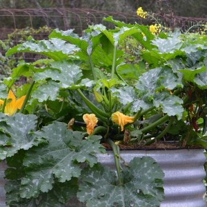 Zucchini Growing In Galvanised Round Raised Garden Bed
