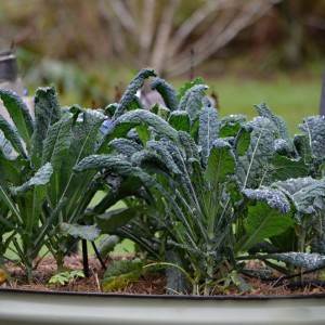 Kale In Winter Subtropics Raised Garden Bed