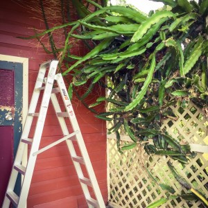Cropping the dragonfruit tree