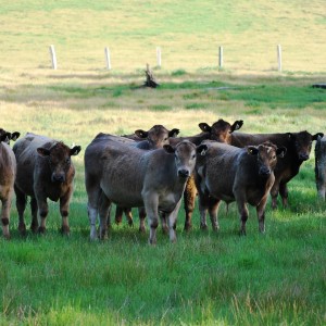 Lowden Ridge cows