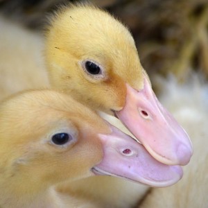 Pekin ducklings cute shot