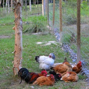 Chicken rest dog proof fence