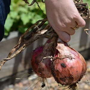 Red onions freshly pulled