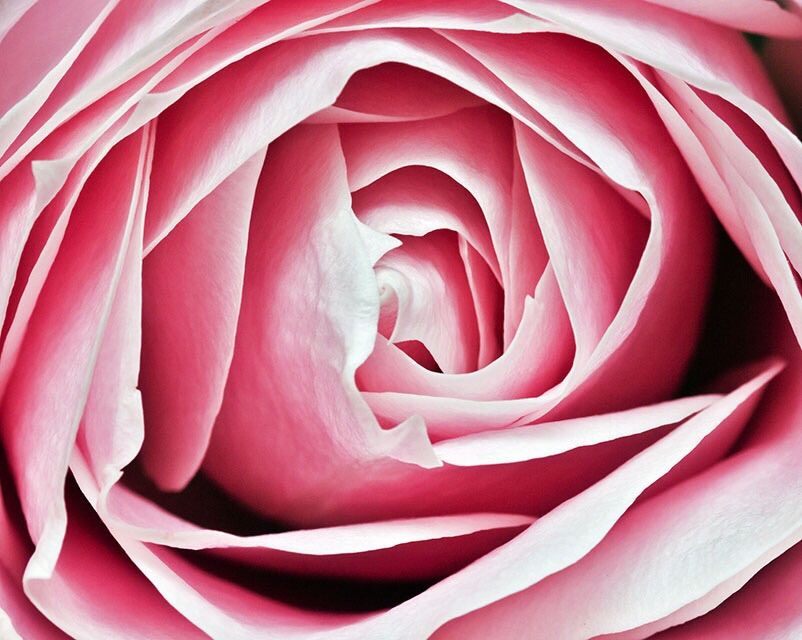 Pink paper rose