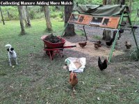 chicken quail manure compost straw on ground under quail cage text.jpg