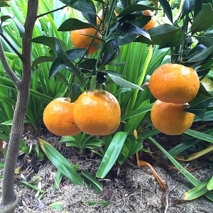 New season mandarins