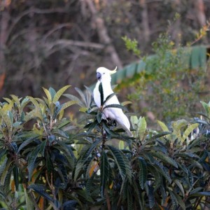 Loquat Cockatoo